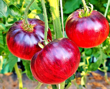 Tomatensamen (7+ Samen); USA