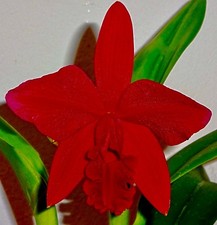 Cattleya red sunset best - red, of
