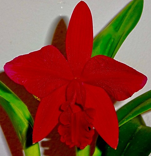 Cattleya red sunset - red, of