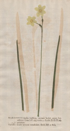 Narzissus narzisse daffodil - narzissus,