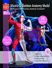 Anatomisches Modell mit