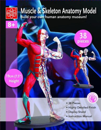Anatomisches modell mit - modell,
