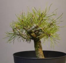PM-02405, Pinus mugo, Bergkiefer, Prebonsai / Yamadori