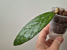 Hoya sp. Aceh (David Neil)