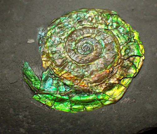 Grün irisierender caloceras - grün,