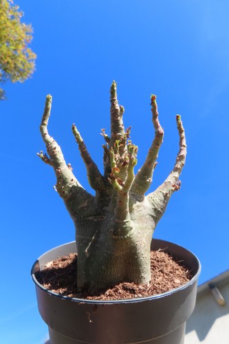 Adenium obesum wüstenrose - adenium,
