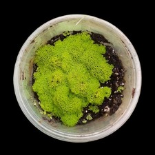 Antrophyum cf. plantagineum, Bodendecker, Terrarien-Pflanzen, Terrarium-Pflanzen