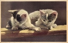 Ak Zwei kleine Katzenbabys - 4415349