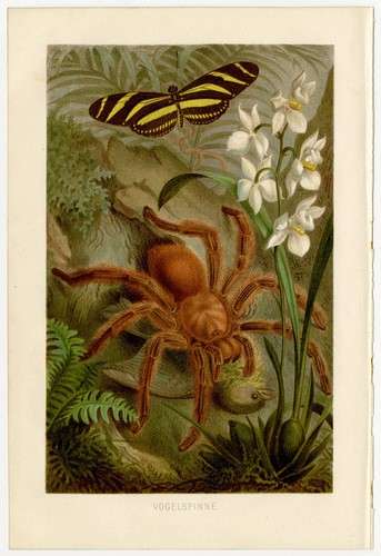 Vogelspinne dschungel kadaver - vogelspinne,