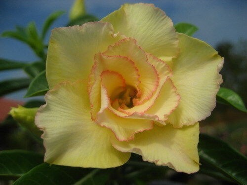 Samen adenium obesum - 10,