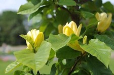 Samen garten blumen - garten,