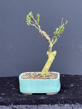 Bonsai - Shohinbonsai -