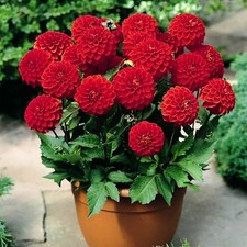 Rote Zwergdahlie  "Melody