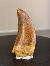 Carcharodontosaurus  Zahn /