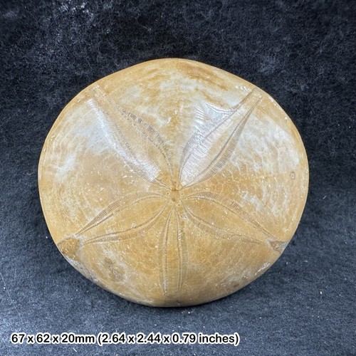Pygurus seeigel echinoid - pygurus,
