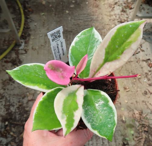 Hoya flamingo dream - hoya, 28.6