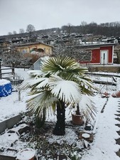 Trachycarpus fortunei - 5x,