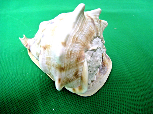 Muschel große helmschnecke - muschel,