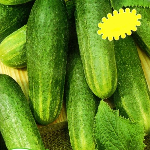 Gurkensamen gurke snackgurke - gurkensamen,