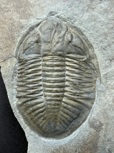 Fossiler trilobit ogyginus - fossiler,