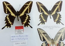 HOLOTYPE PAPILIO PAEON MARXI
