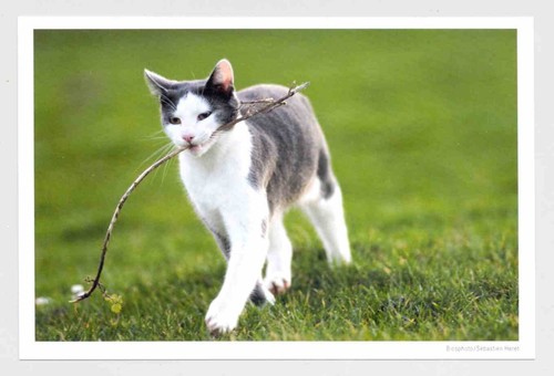 Postkarte katze - 1, ak