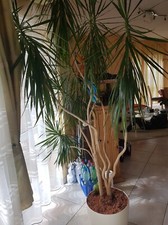 Pflanze mit Topf, Drachenbaum ( Dracaena ) 2m hoch