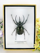 Riesiger Three-horned