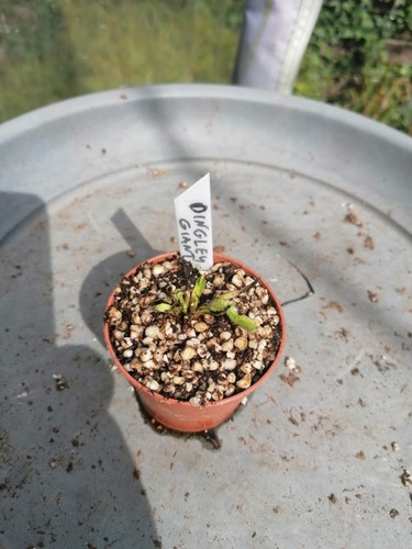 Dionaea muscipula dingley - dionaea,