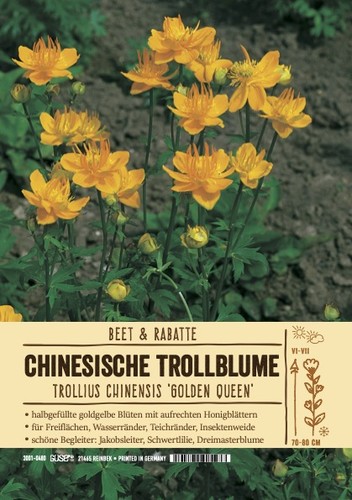 Trollius chinensis golden - trollius,