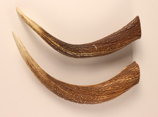 Rothirsch Hornspitzen