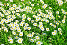 10.000 Samen Gänseblümchen