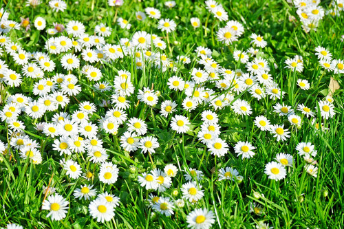000 samen gänseblümchen - samen,