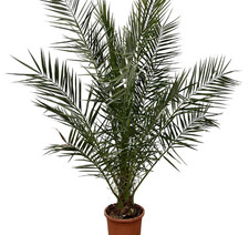 Phoenix Canariensis 170 cm XXL