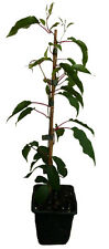 5 x Minikiwi Pflanzen BAYERNKIWI - KENS RED Actinidia arguta Kiwi winterhart SET