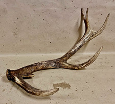 Abwurfstange / Geweih /