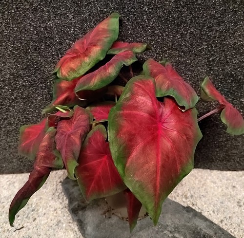 Caladium - @, (◕‿◕)\@