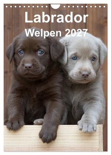 Labrador welpen wandkalender - labrador,