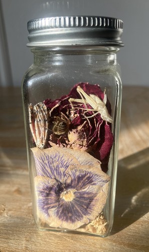 Insect/floral/Wildlife