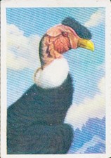 Sammelbild Die bunte Welt, Groteske Vogelköpfe, Kondor - 10938502