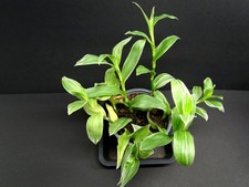 Tradescantia flurminensis 'Quicksilver', im 10er Topf