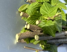 Haselnuss ,Äste, Zweige