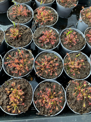 Drosera intermedia sonnentau - drosera,