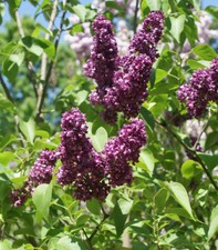 Edelflieder Syringa vulgaris