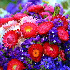 TROCKENBLUMEN - Bunte Mischung vieler Sorten - Strohblumen Schnittblumen Samen