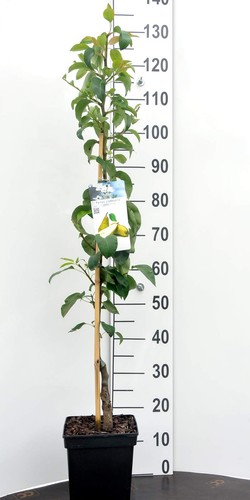 Säulen obstbaum birne - säulen-obstbaum, c