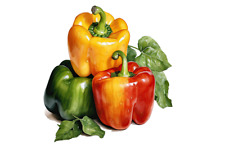 Paprika Küchen Aufkleber/Wandtatoo Personalisiert in verschiedene Größen -Top