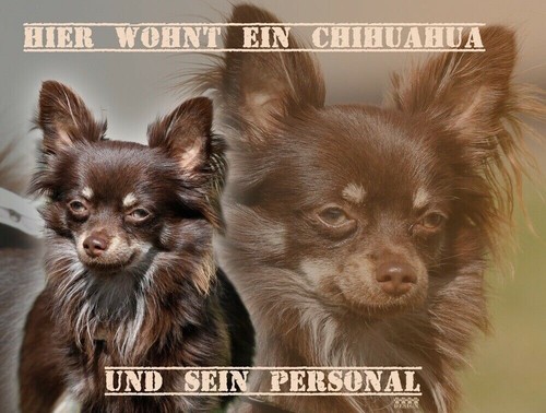 Chihuahua hundewarnschild - chihuahua,
