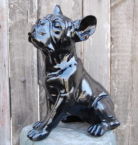 Hund französische bulldogge - ,