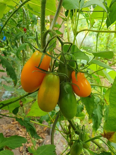 Midas tomatensamen - midas,,